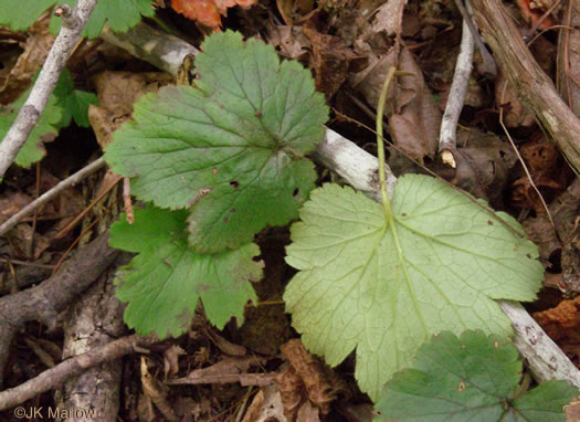 image of Waldsteinia lobata, Piedmont Barren Strawberry, Lobed Barren Strawberry