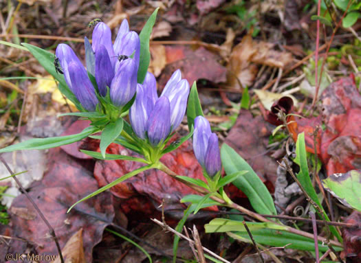 image of Gentiana saponaria, Soapwort Gentian, Harvestbells