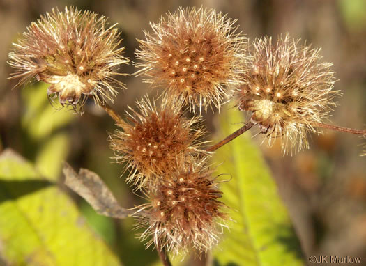 image of Vernonia noveboracensis, New York Ironweed