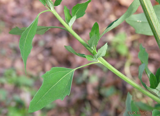 image of Chenopodium album var. album, Lambsquarters, Pigweed