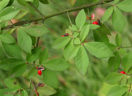 image of Euonymus alatus, Burning-bush, Winged Euonymus, Winged Wahoo