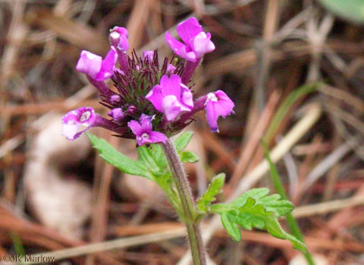 image of Glandularia canadensis, Rose Vervain, Rose Verbena, Creeping Vervain