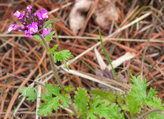 image of Glandularia canadensis, Rose Vervain, Rose Verbena, Creeping Vervain