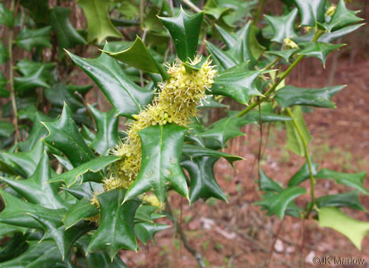 image of Ilex cornuta, Chinese Holly, Burford Holly