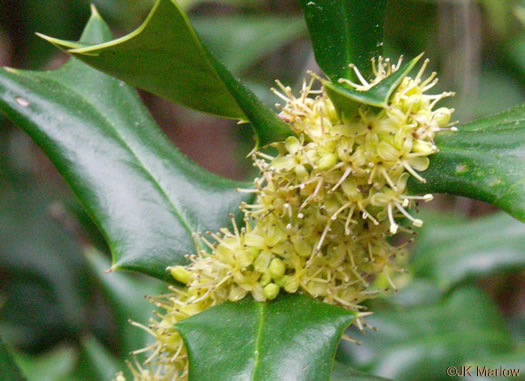 image of Ilex cornuta, Chinese Holly, Burford Holly