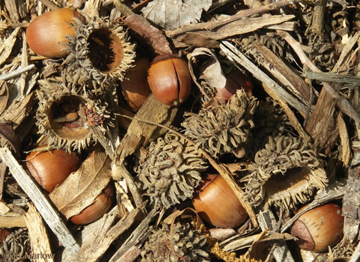 image of Quercus acutissima, Sawtooth Oak