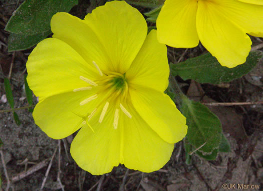 image of Oenothera drummondii, Beach Evening Primrose, Drummond's Evening Primrose