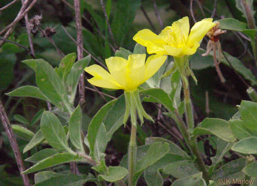 image of Oenothera drummondii, Beach Evening Primrose, Drummond's Evening Primrose