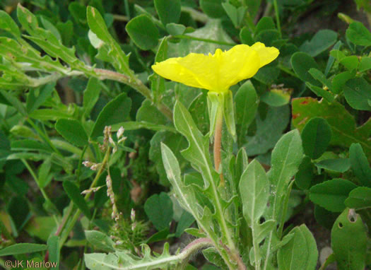 image of Oenothera humifusa, Dunes Evening Primrose, Seabeach Evening Primrose, Spreading Evening Primrose