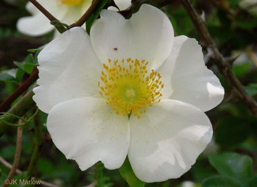 image of Rosa laevigata, Cherokee Rose