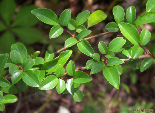 image of Rosa laevigata, Cherokee Rose