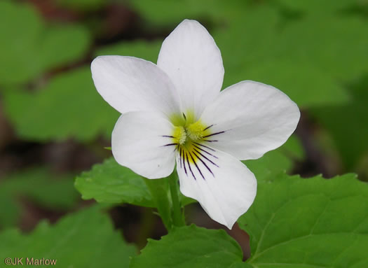 image of Viola canadensis, Canada Violet, Tall White Violet