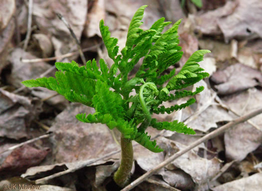 image of Botrypus virginianus, Rattlesnake Fern, Sang-find