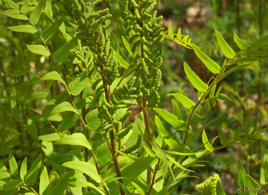 image of Osmunda spectabilis, American Royal Fern