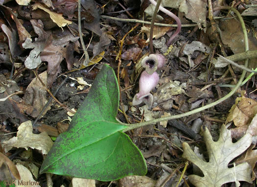 image of Hexastylis arifolia, Little Brown Jug, Arrowhead Heartleaf, Arrowleaf Heartleaf, Pigs