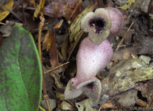 image of Hexastylis arifolia, Little Brown Jug, Arrowhead Heartleaf, Arrowleaf Heartleaf, Pigs