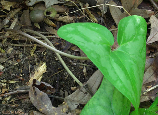 image of Hexastylis arifolia, Little Brown Jug, Arrowhead Heartleaf, Arrowleaf Heartleaf, Pigs