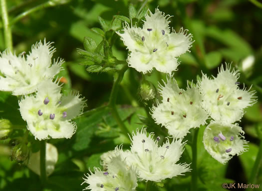 image of Phacelia fimbriata, Fringed Phacelia, Blue Ridge Phacelia