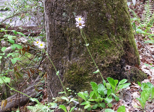 image of Erigeron pulchellus var. pulchellus, Robin's Plantain