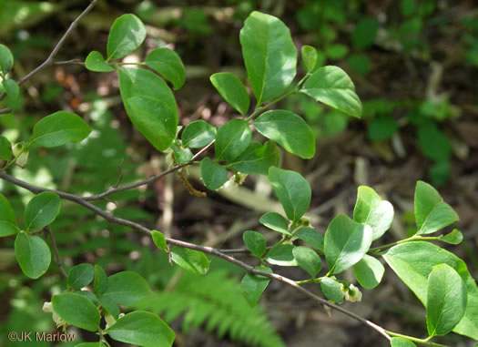 image of Styrax americanus var. americanus, American Storax, American Snowbell