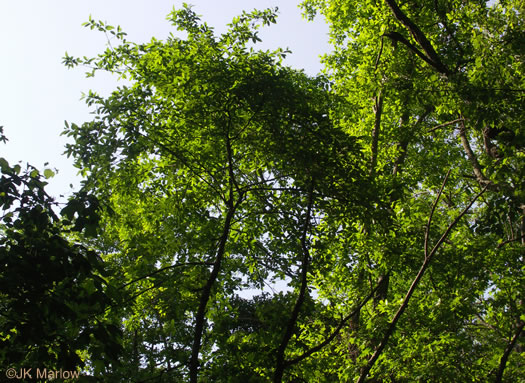 image of Nyssa biflora, Swamp Tupelo, Swamp Blackgum, Swamp Gum, Water Gum