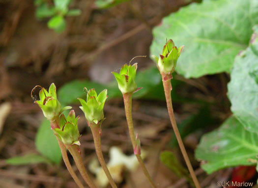 image of Shortia galacifolia, Oconee Bells, Southern Shortia