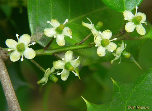 image of Ilex opaca, American Holly, Christmas Holly