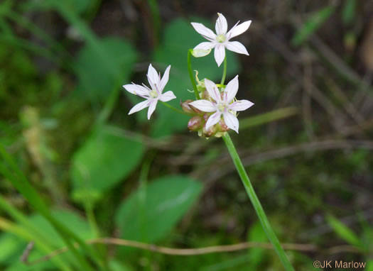 image of Allium canadense, Wild Onion, Meadow Garlic