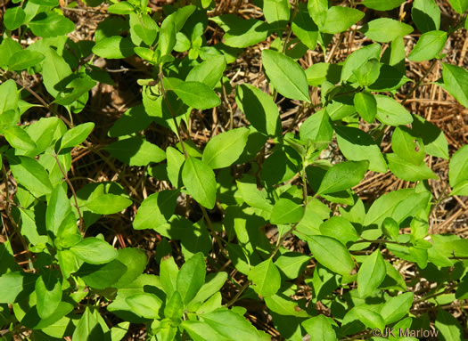 image of Clinopodium georgianum, Georgia Savory, Georgia Basil, Georgia Calamint, False Peppermint