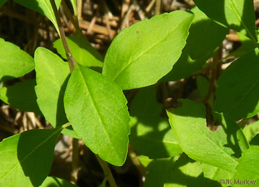 image of Clinopodium georgianum, Georgia Savory, Georgia Basil, Georgia Calamint, False Peppermint