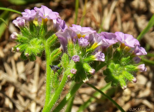 image of Heliotropium amplexicaule, Clasping Heliotrope, Violet Heliotrope