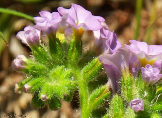 image of Heliotropium amplexicaule, Clasping Heliotrope, Violet Heliotrope