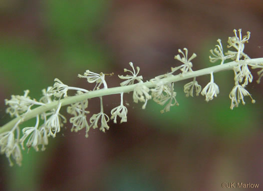 image of Chamaelirium luteum, Fairywand, Devil's Bit