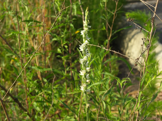 image of Spiranthes vernalis, Spring Ladies'-tresses