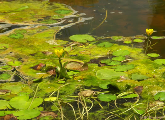 image of Nymphoides peltata, Yellow Floating Heart