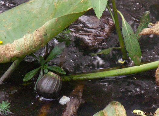 image of Nuphar advena, Spatterdock, Broadleaf Pondlily, Cow-lily, Yellow Pond Lily