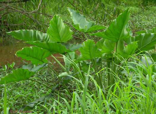 image of Peltandra virginica, Green Arrow-arum, Tuckahoe