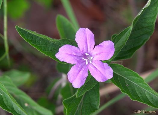 image of Ruellia caroliniensis, Carolina Wild-petunia, Common Wild-petunia, Hairy Ruellia