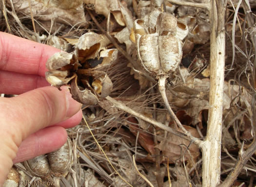 image of Yucca filamentosa, Beargrass, Spoonleaf Yucca, Curlyleaf Yucca