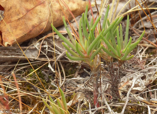 image of Phemeranthus teretifolius, Appalachian Fameflower, Appalachian Rock-pink, Rock Portulaca, Quill Fameflower