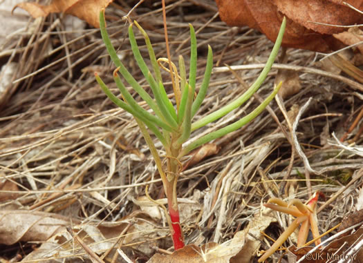 image of Phemeranthus teretifolius, Appalachian Fameflower, Appalachian Rock-pink, Rock Portulaca, Quill Fameflower