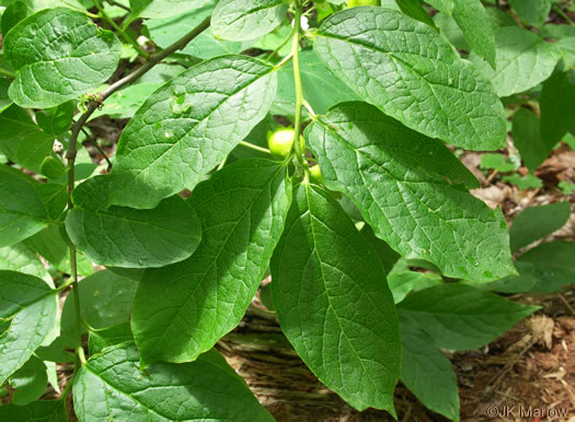 image of Pyrularia pubera, Buffalo-nut, Oil-nut