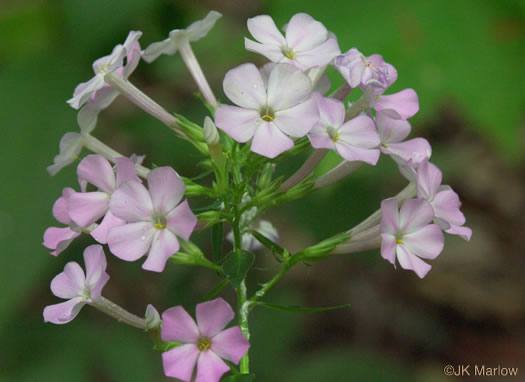 image of Phlox carolina, Carolina Phlox, Thick-leaf Phlox, Giant Phlox