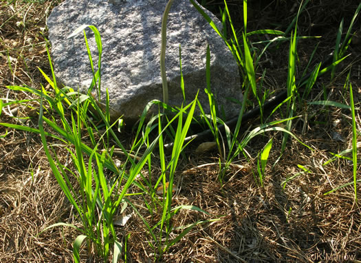 image of Imperata cylindrica, Cogongrass, Bloodroot Grass, Brazilian Satintail