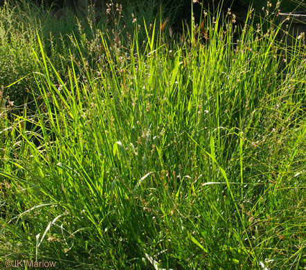 image of Imperata cylindrica, Cogongrass, Bloodroot Grass, Brazilian Satintail