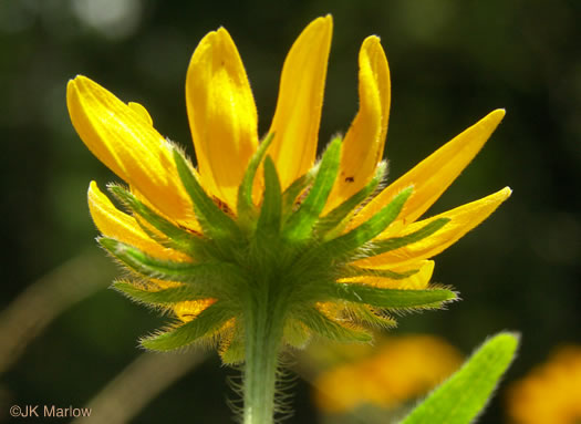 image of Rudbeckia hirta var. hirta, Woodland Black-eyed Susan