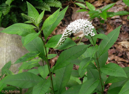 image of Lysimachia clethroides, Gooseneck Loosestrife