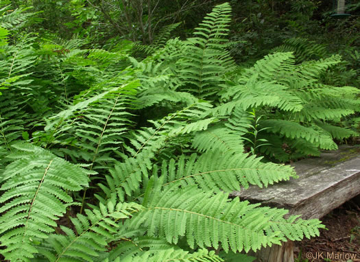 image of Claytosmunda claytoniana, Interrupted Fern