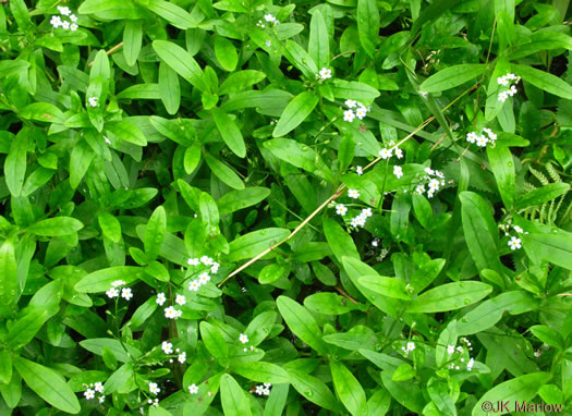 image of Myosotis laxa ssp. laxa, Smaller Forget-me-not, Marsh Forget-me-not, Tufted Forget-me-not