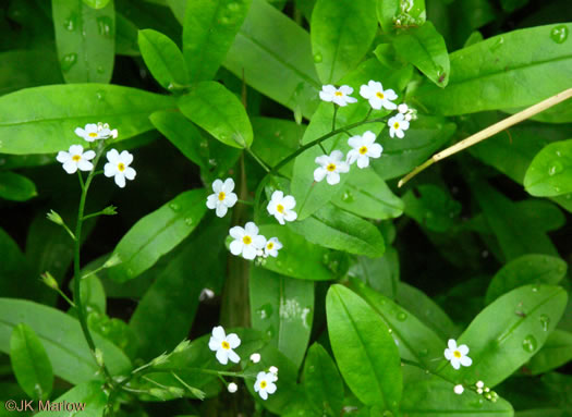 image of Myosotis laxa ssp. laxa, Smaller Forget-me-not, Marsh Forget-me-not, Tufted Forget-me-not